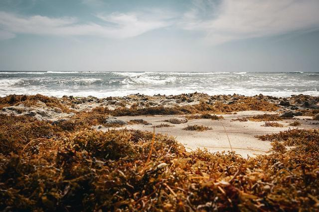上海仪器仪表展|沙质海岸甲烷排放新发现：海藻分解挑战传统气候认知